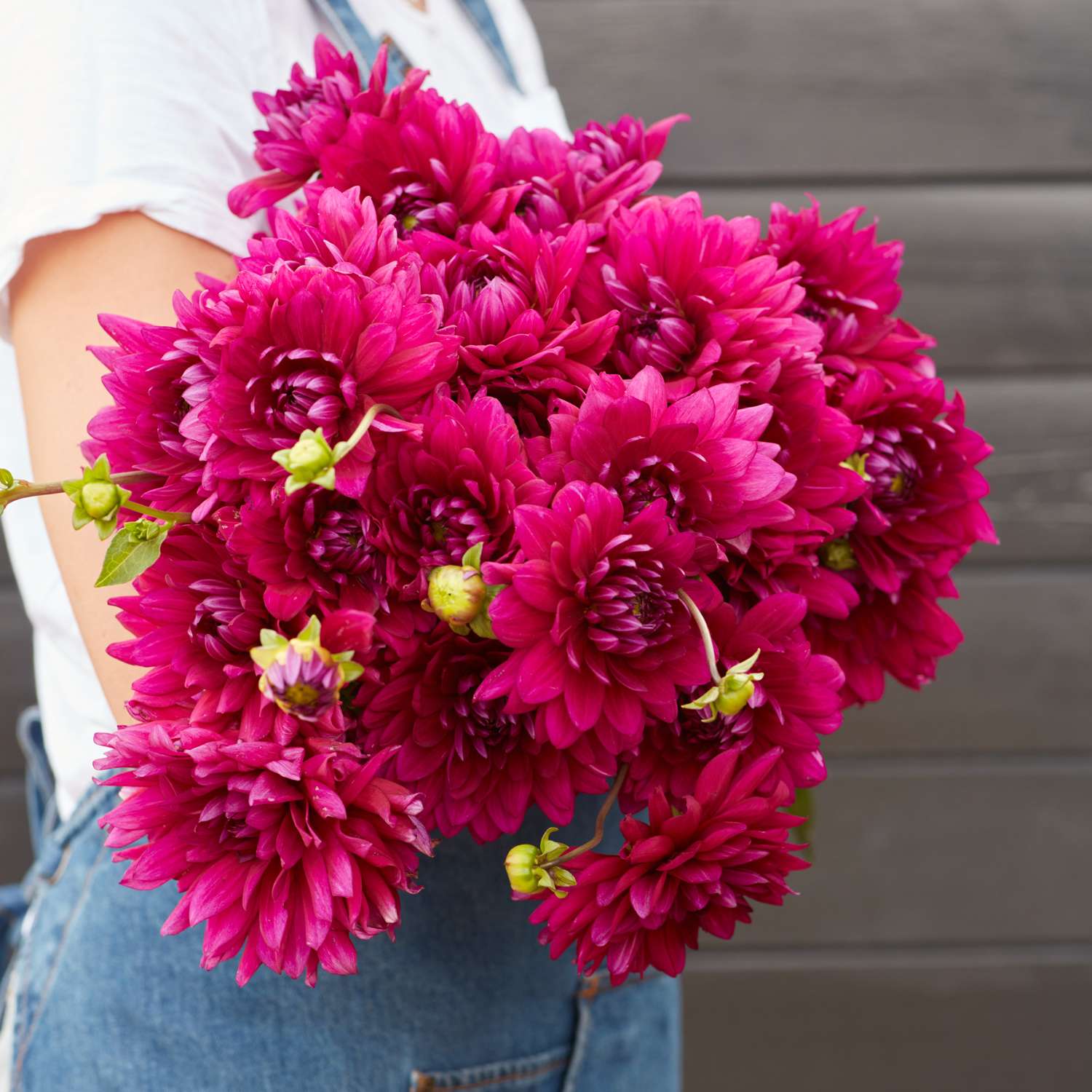 Daalia 'Berner Oberland'